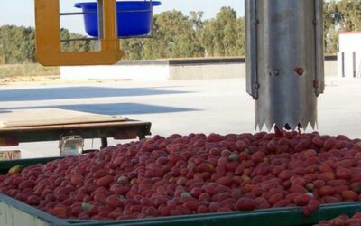 Las cooperativas andaluzas inician la campaña de tomate para industria a un 50% menos de su capacidad de molturación