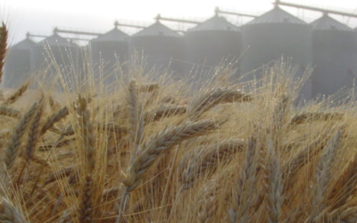 La cosecha final de cereales subirá ligeramente en Andalucía pese a la importante merma a nivel nacional