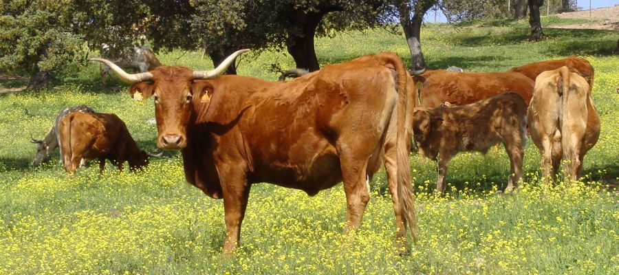 Cooperativas Agro-alimentarias de Andalucía se pone a disposición de la Consejería y el Ministerio de Agricultura para demostrar a la CE la singularidad de las dehesas