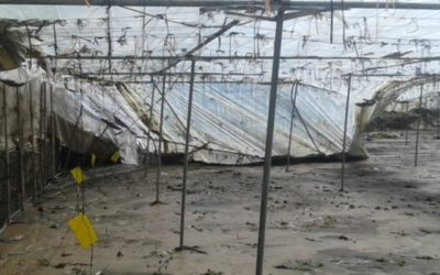 Cooperativas Agro-alimentarias de Granada apoya a sus cooperativas en las declaraciones de daños por temporal