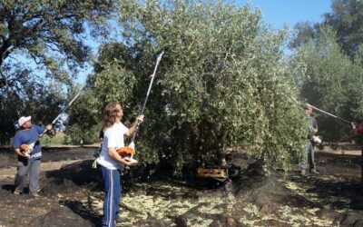 Las cooperativas confirman una campaña exprés de aceite de oliva como consecuencia del clima