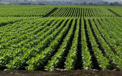 Cooperativas Agro-alimentarias de Granada defiende el cultivo del tabaco frente al recorte de producción