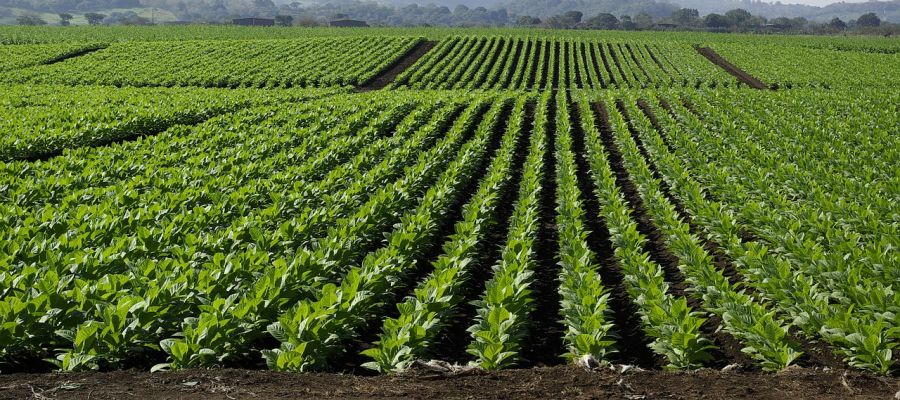 Cooperativas Agro-alimentarias de Granada defiende el cultivo del tabaco frente al recorte de producción