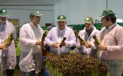 El delegado de Agricultura en Granada visita las cooperativas de espárrago de Huétor-Tajar