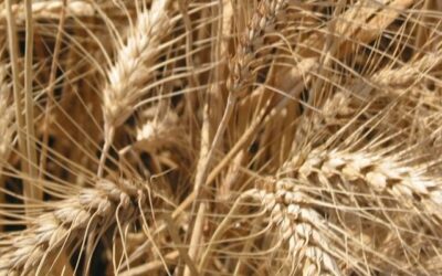 Cooperativas Agro-alimentarias de España participa en el Observatorio del Mercado de Cereales de la UE
