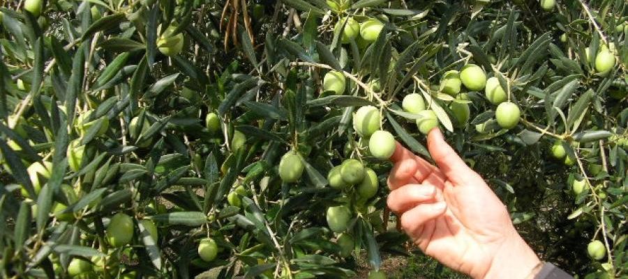 Cooperativas Agro-alimentarias de Granada alerta del descenso del 25% en la próxima cosecha de olivar por sequía