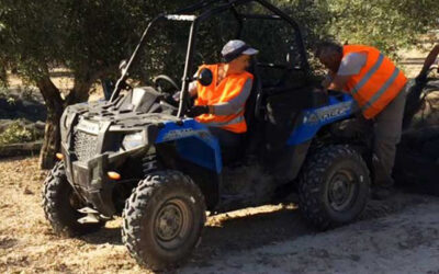 Cooperativas Agro-alimentarias y las OPAs de Jaén confían en llegar a un acuerdo en la homologación de quads agrícolas para la recolección de aceituna