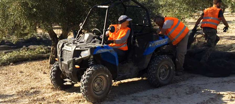 Cooperativas Agro-alimentarias y las OPAs de Jaén confían en llegar a un acuerdo en la homologación de quads agrícolas para la recolección de aceituna