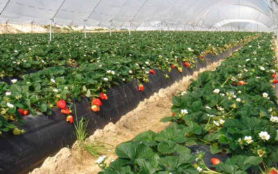 Cooperativas Agro-alimentarias de Huelva trata con la Delegación de Agricultura la tramitación de los programas operativos en el sector hortofrutícola