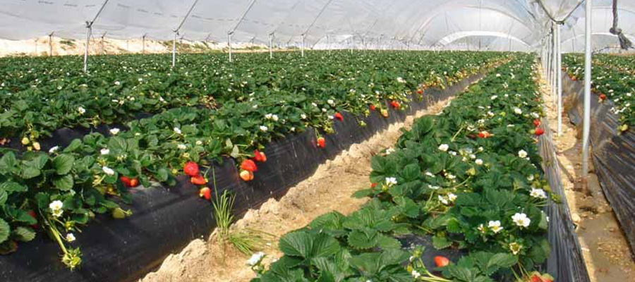 Cooperativas Agro-alimentarias de Huelva trata con la Delegación de Agricultura la tramitación de los programas operativos en el sector hortofrutícola