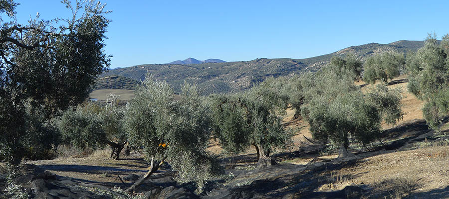 Cooperativas Agro-alimentarias de Andalucía espera que se cumplan las previsiones de lluvia para evitar la catástrofe