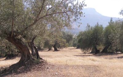 Cooperativas Agro-alimentarias de Jaén pide al Gobierno que no aplique la PAC para no ahondar la crisis tras prever el aforo solo 200.000 toneladas de aceite de oliva