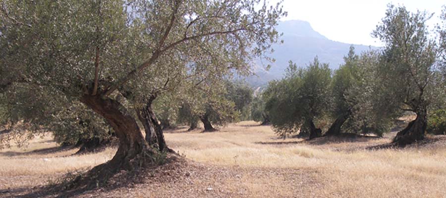 Cooperativas Agro-alimentarias de Jaén pide al Gobierno que no aplique la PAC para no ahondar la crisis tras prever el aforo solo 200.000 toneladas de aceite de oliva