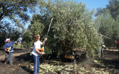 Cooperativas de Córdoba alertan de escasez de mano de obra para las campañas agrícolas