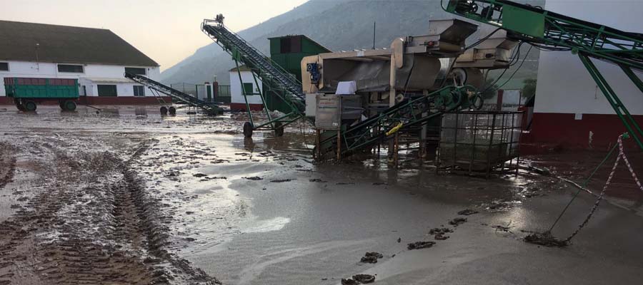 Cooperativas Agro-alimentarias de Málaga valora en 1,5 millones de euros los daños en las cooperativas de Campillos y Teba por las riadas del fin de semana