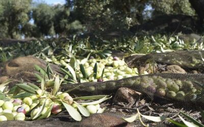 Cooperativas Agro-alimentarias de Jaén señala que los bajos rendimientos marcan el inicio de la campaña aceitera
