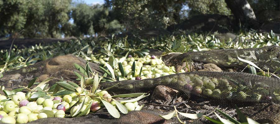 Cooperativas Agro-alimentarias de Jaén señala que los bajos rendimientos marcan el inicio de la campaña aceitera