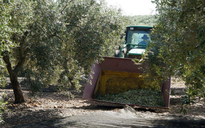 La falta de mano de obra deja sin recoger parte de la cosecha de aceituna en la sierra cordobesa