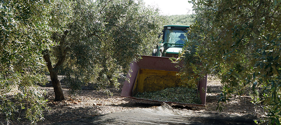 La falta de mano de obra deja sin recoger parte de la cosecha de aceituna en la sierra cordobesa