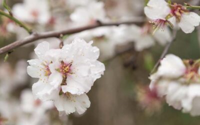 Andalucía recogerá 14.950 toneladas  de almendra en la campaña 2019-2020