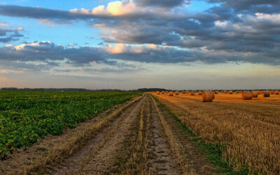 Cooperativas Agro-alimentarias, ASAJA, COAG y UPA de Málaga analizan la preocupante situación del sector agrario de la provincia