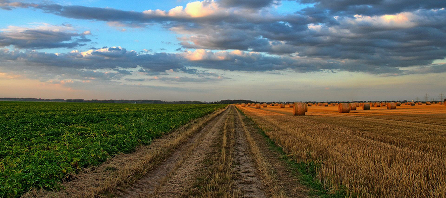 Cooperativas Agro-alimentarias, ASAJA, COAG y UPA de Málaga analizan la preocupante situación del sector agrario de la provincia