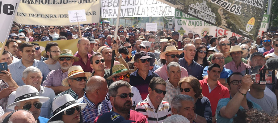 El sector olivarero llama el día 30 de enero a paralizar la provincia de Jaén por la crisis de bajos precios en origen del aceite de oliva