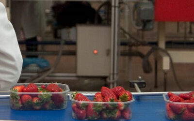 Cooperativas Agro-alimentarias de Huelva busca trabajadores para garantizar la continuidad de la campaña de la fresa y berries