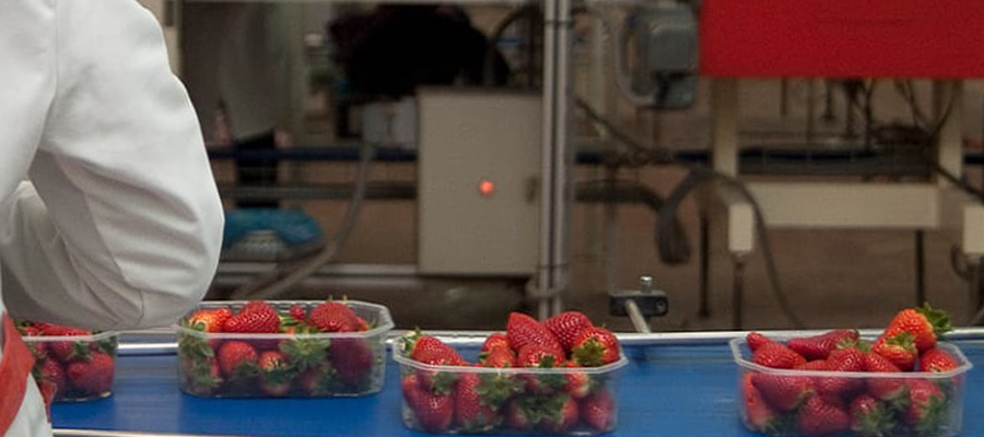 Cooperativas Agro-alimentarias de Huelva busca trabajadores para garantizar la continuidad de la campaña de la fresa y berries