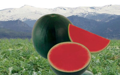 La sandía granadina, dulce y sin pepitas, protagonista de la nueva campaña de Cooperativas Agro-alimentarias de Granada
