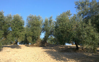 El olivar tradicional granadino reivindica medidas urgentes que frenen su crisis de rentabilidad