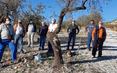 Cooperativas Agro-alimentarias de Granada y Caja Rural Granada desarrollan un plan formativo sobre gestión eficiente del suelo y poda de almendro