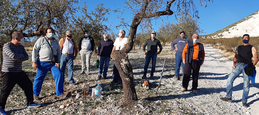 Cooperativas Agro-alimentarias de Granada y Caja Rural Granada desarrollan un plan formativo sobre gestión eficiente del suelo y poda de almendro