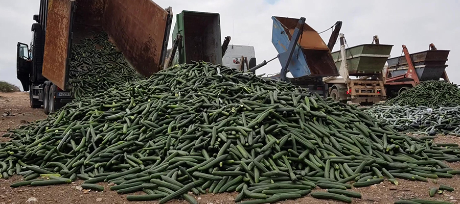 El campo granadino propone la retirada de producto frente a la crisis de precios del pepino