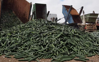 El sector hortícola de Almería y Granada retirará del mercado el 30% del pepino