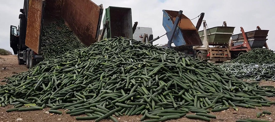 El sector hortícola de Almería y Granada retirará del mercado el 30% del pepino