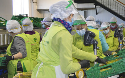 Las cooperativas granadinas empiezan la campaña de espárrago verde