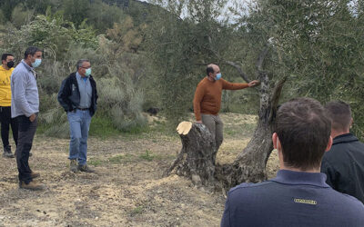 Ciento cuarenta agricultores aprenden poda de olivar con el apoyo de Cooperativas Agro-alimentarias de Granada y Caja Rural Granada
