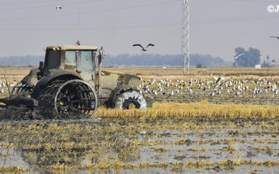 Cooperativas Agro-alimentarias de Sevilla solicita una revisión de la dotación hídrica para el sector arrocero e inversiones en infraestructuras de riego