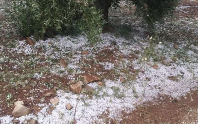 Cooperativas Agro-alimentarias de Jaén solicita ayudas para los afectados por las tormentas de pedrisco