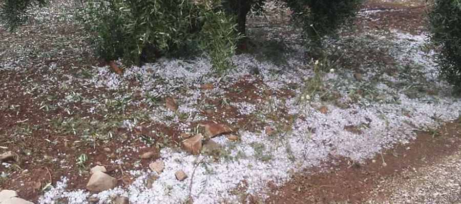 Cooperativas Agro-alimentarias de Jaén solicita ayudas para los afectados por las tormentas de pedrisco