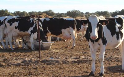 Alarma en el vacuno lácteo ante la progresiva pérdida de rentabilidad y los bajos precios en origen