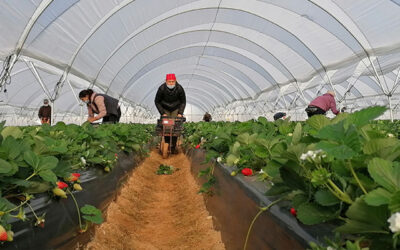 Los primeros temporeros de Ecuador se incorporan a la recolección de la fresa y los frutos rojos