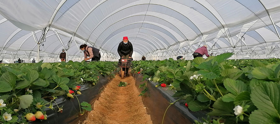 Los primeros temporeros de Ecuador se incorporan a la recolección de la fresa y los frutos rojos