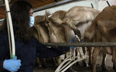 Cooperativas Agro-alimentarias de Andalucía lamenta el ninguneo del Gobierno a los ganaderos de leche andaluces en las ayudas por la guerra de Ucrania