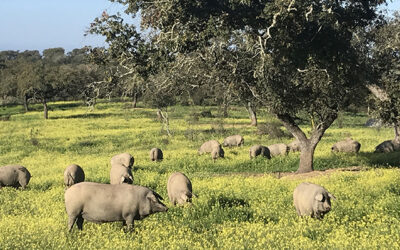 El sector del ibérico alerta del futuro incierto de la actividad ante el incremento de los costes de producción