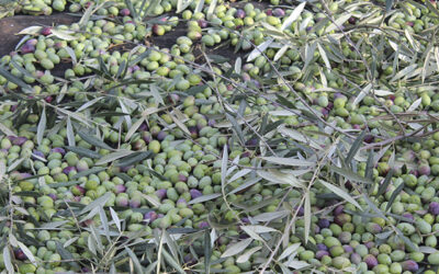 El incesante incremento del precio de la luz y la corta producción por la sequía amenazan la campaña de olivar en Andalucía