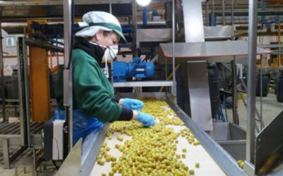 Las cooperativas de aceituna de mesa analizarán el futuro de su sector en Sevilla