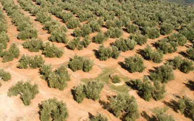 Cooperativas Agro-alimentarias de Jaén exige a Hacienda que incluya al sector del olivar en la orden de reducción de módulos