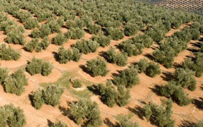 La nueva ayuda asociada al olivar tradicional del Ministerio se vuelve a hacer sin criterios técnicos dejando fuera a olivos centenarios y milenarios